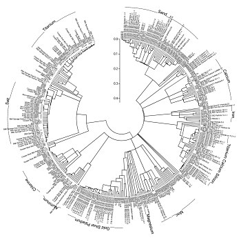 Fig. 4 Family tree of 450 particles from Cooper's tie. They are grouped according to the similiarity of their elemental makeup.
