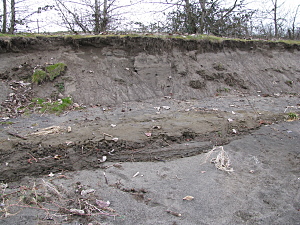 Fig. 1. Tena Bar beach showing severe erosion and exposure of natural clay layers.