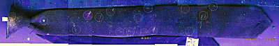 Fig. 2 Tie imaged under Ultraviolet Light. Particles and smudges are predominantly from book matches.