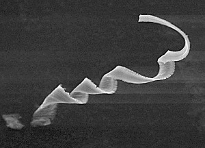 Fig. 6 Sprial aluminum chip. One of two found on the tie. (Length = 1.6mm)