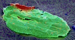 Fig. 5 Titanium piece with embedded stainless steel particle at top. The color coding is green for titanium and red for iron. (Length = 0.43mm)